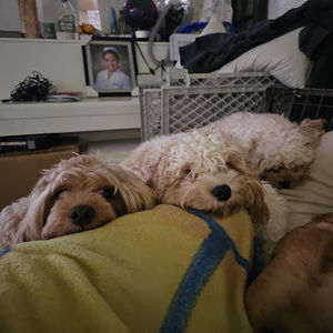 Meet your Posher, Jayson